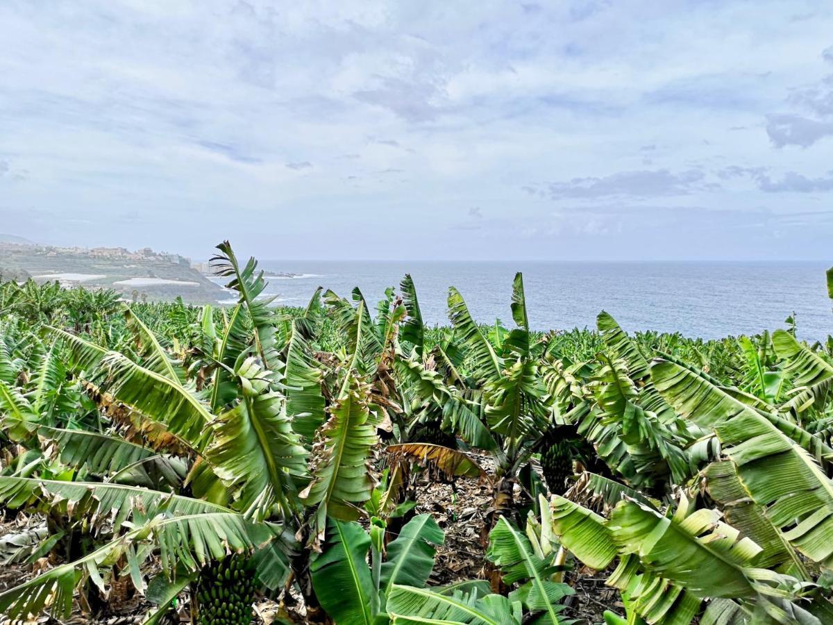 Banana Paradise La Orotava Esterno foto
